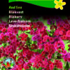 Blåkvast “Red Sea” – Smuk Rød Blåkvast – Blomsterfrø