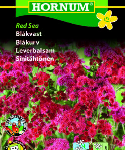 Blåkvast “Red Sea” – Smuk Rød Blåkvast – Blomsterfrø