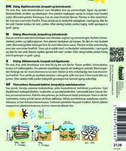 Blåkvast “Red Sea” – Smuk Rød Blåkvast – Blomsterfrø