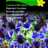Djævlen i busken – Love in a Mist Delft Blue – Blomsterfrø
