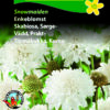 Enkeblomst – Snowmaiden – Duftende hvide blomster – Blomsterfrø.