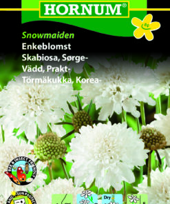 Enkeblomst – Snowmaiden – Duftende hvide blomster – Blomsterfrø.