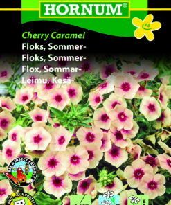 Floks blomsterfrø – Cherry Caramel – Velduftende, Abrikos- og pinkfarvede – Blomsterfrø