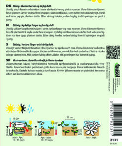Floks blomsterfrø – Cherry Caramel – Velduftende, Abrikos- og pinkfarvede – Blomsterfrø