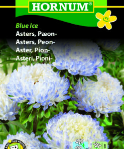 Pæon Asters Blue Ice – Blomsterfrø – Robust og meget holdbar snitblomst