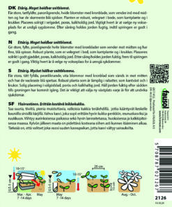Pæon Asters Blue Ice – Blomsterfrø – Robust og meget holdbar snitblomst