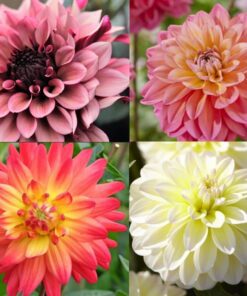 Dahlia “Silence” Rabatpakke – Smukke dahlia. Pakke med 8 dahliaknolde i “Silence serien”