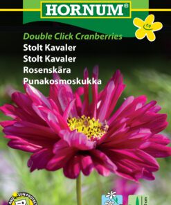 Stolt Kavaler “Double Click Cranberries” – Halvfyldte blomsterhoveder – Blomsterfrø