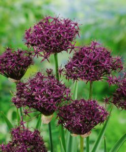 Allium / Prydløg “Atropurpureum” 3,00 kr/stk ved min 10 stk. 2,79 kr/stk v.100 stk.