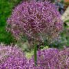Allium “Christophii” – 3,50 kr/stk ved min 10 stk. – 3,29 kr/stk ved min. 100 stk.