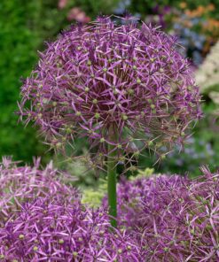 Allium “Christophii” – 3,50 kr/stk ved min 10 stk. – 3,29 kr/stk ved min. 100 stk.