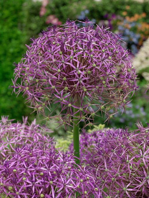 Allium “Christophii” – 3,50 kr/stk ved min 10 stk. – 3,29 kr/stk ved min. 100 stk.