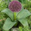 Allium “Karataviense” Løg – 4,50 kr/stk v./min 10 stk.