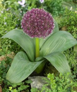 Allium “Karataviense” Løg – 4,50 kr/stk v./min 10 stk. – 3,99 kr/stk ved min.100 stk.