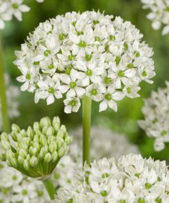 Allium / Prydløg “Nigrum” 3,00 kr/stk ved min 10 stk. 2,79 kr/stk v.100 stk.