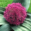 Allium “Red Giant” Løg – 4,00 kr/stk v./min 10 stk.