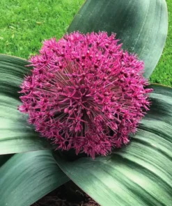 Allium “Red Giant” Løg – 4,00 kr/stk v./min 10 stk. – 3,79 kr/stk ved min.100 stk.