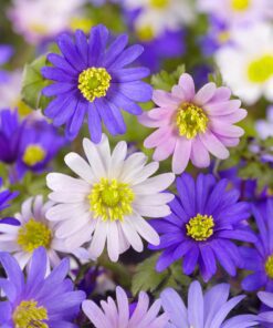 Anemoner Blanda mix – Løgstr. 5/6 til – KUN 1,25 KR/STK (Forudbestilling)
