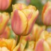Tulipan “Apricot Foxx” – Tulipanløg 10 stk. 35,- kr.