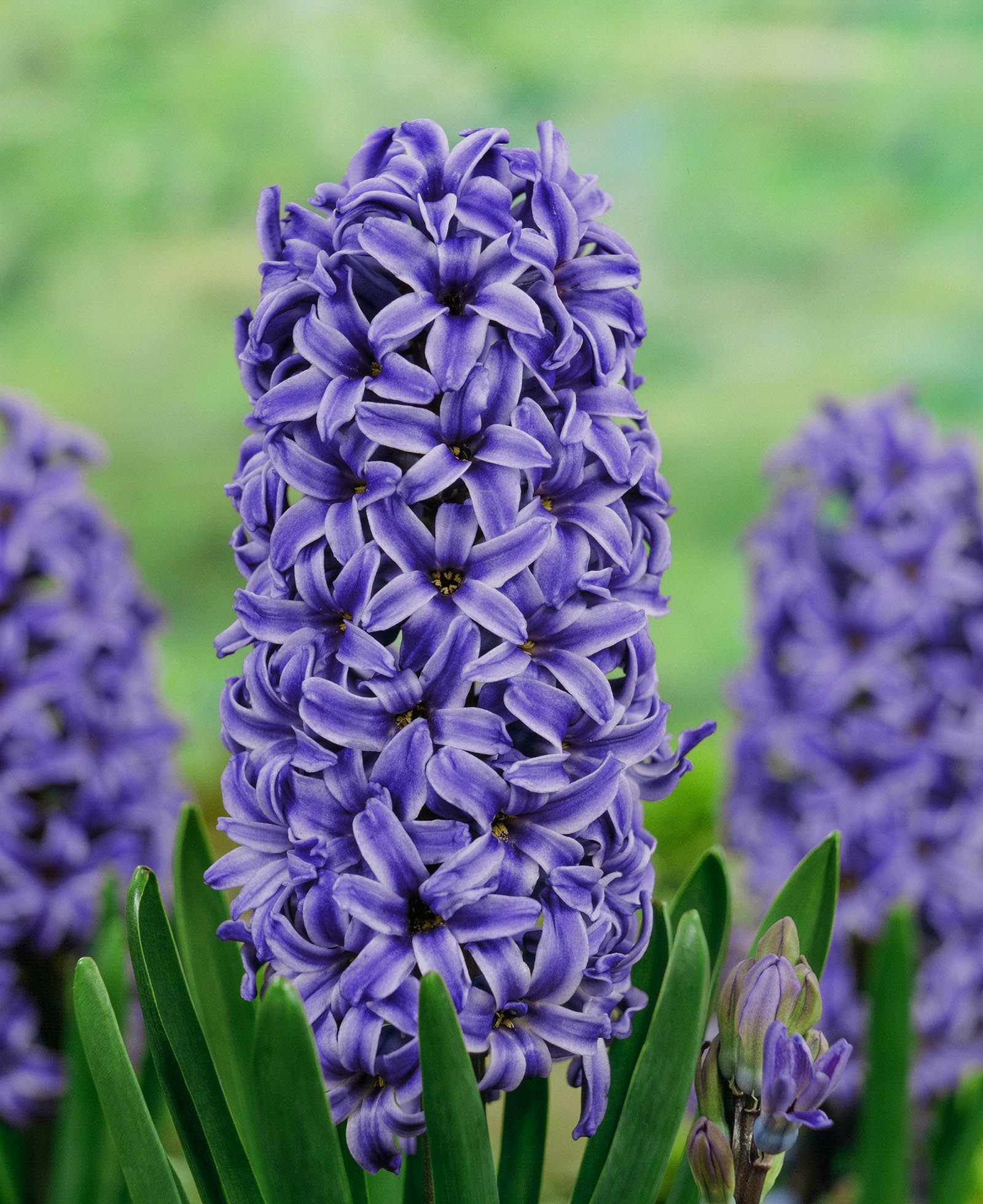 Blå Hyacint “Blue jacket” Hyacintløg 10 stk. 59,- kr.