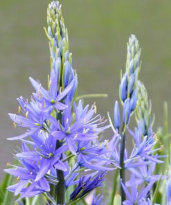Prærieliljer - Camassia og Trillingeliljer