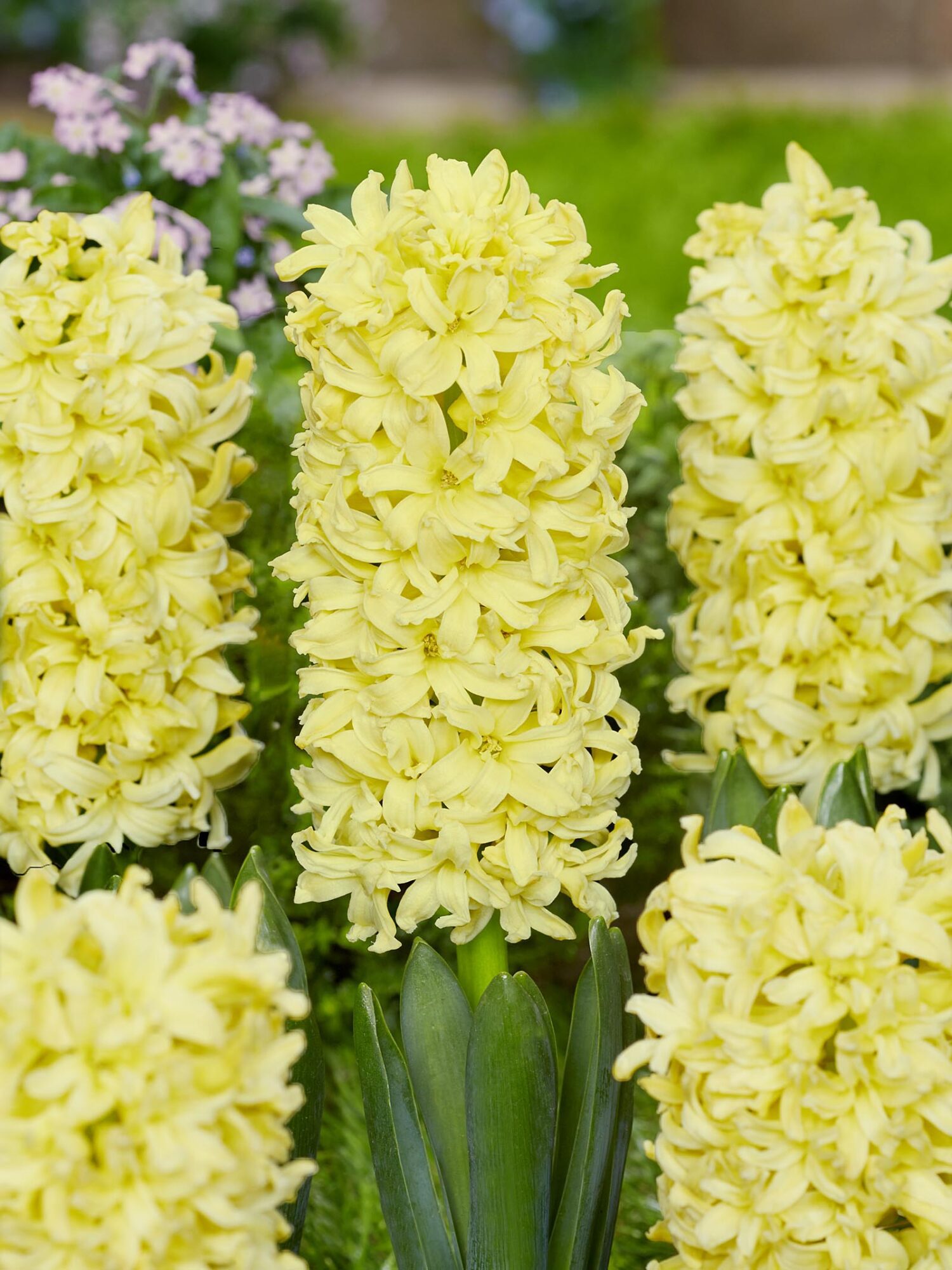 Creme-gul Hyacint “Gipsy Princess” Hyacintløg 10 stk. 59,- kr.