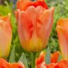 Darwin Hybrid Tulipan “Daydream” – Tulipanløg 10 stk. 30,- kr.