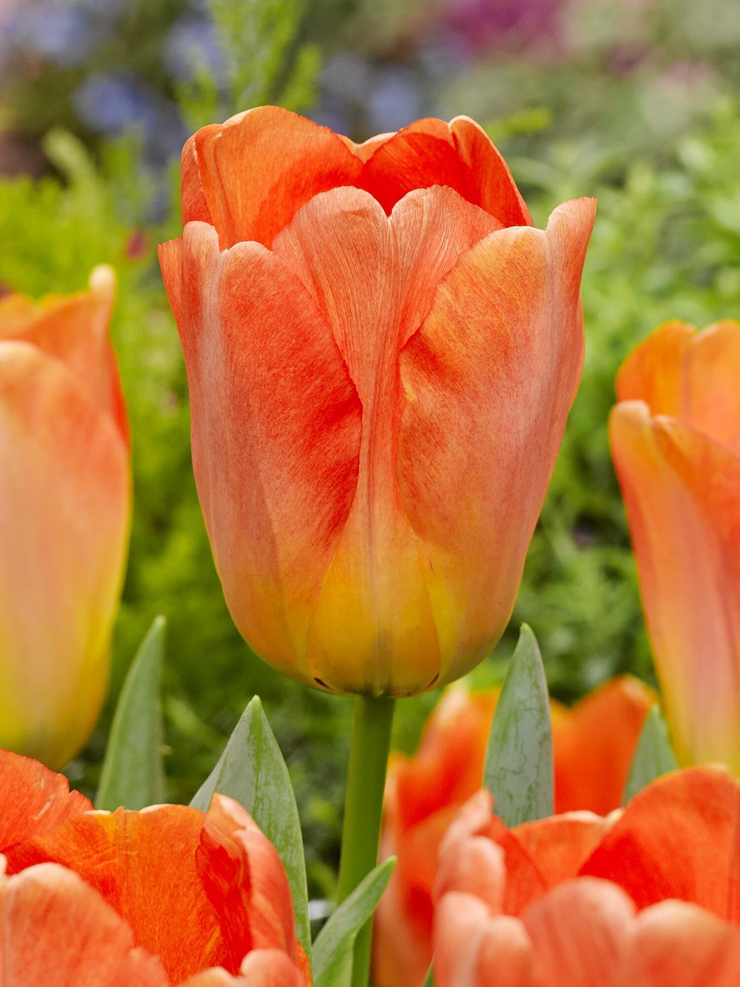 Darwin Hybrid Tulipan “Daydream” – Tulipanløg 10 stk. 30,- kr.