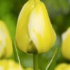 Gul/Hvid Darwin Hybrid Tulipan “Jaap Groot” – Tulipanløg 10 stk. 30,- kr.