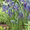 Dværg Prærielilje / Camassia “Orion” løg – 2,25 kr. v/10 stk. – 1,99 kr. v/100 stk.