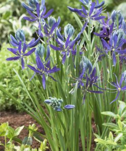 Dværg præielilje Camassia Orion Quomash Køb prærieliljeløg på NemHjem.dk til gode priser.