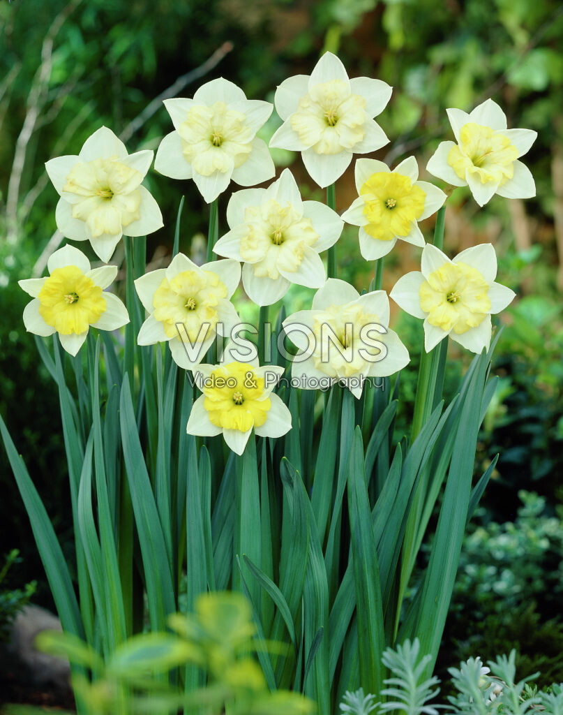 Påskelilje farveskiftende “Changing Colors” – Påskeliljeløg 10 stk. 45,- kr.