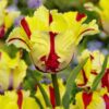 Flammende papegøjetulipan “Flaming Parrot” tulipanløg 10 stk. 45,- kr.
