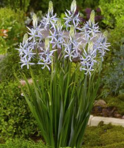 Prærielilje / Camassia løg “Cusickii” Lys Blå – 7,95 kr. v/10 stk. – 6,95 kr. v/25 stk.