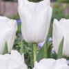 Hvid tulipan “Clearwater” – Stor og smuk – Tulipanløg 10 stk 40,- kr.