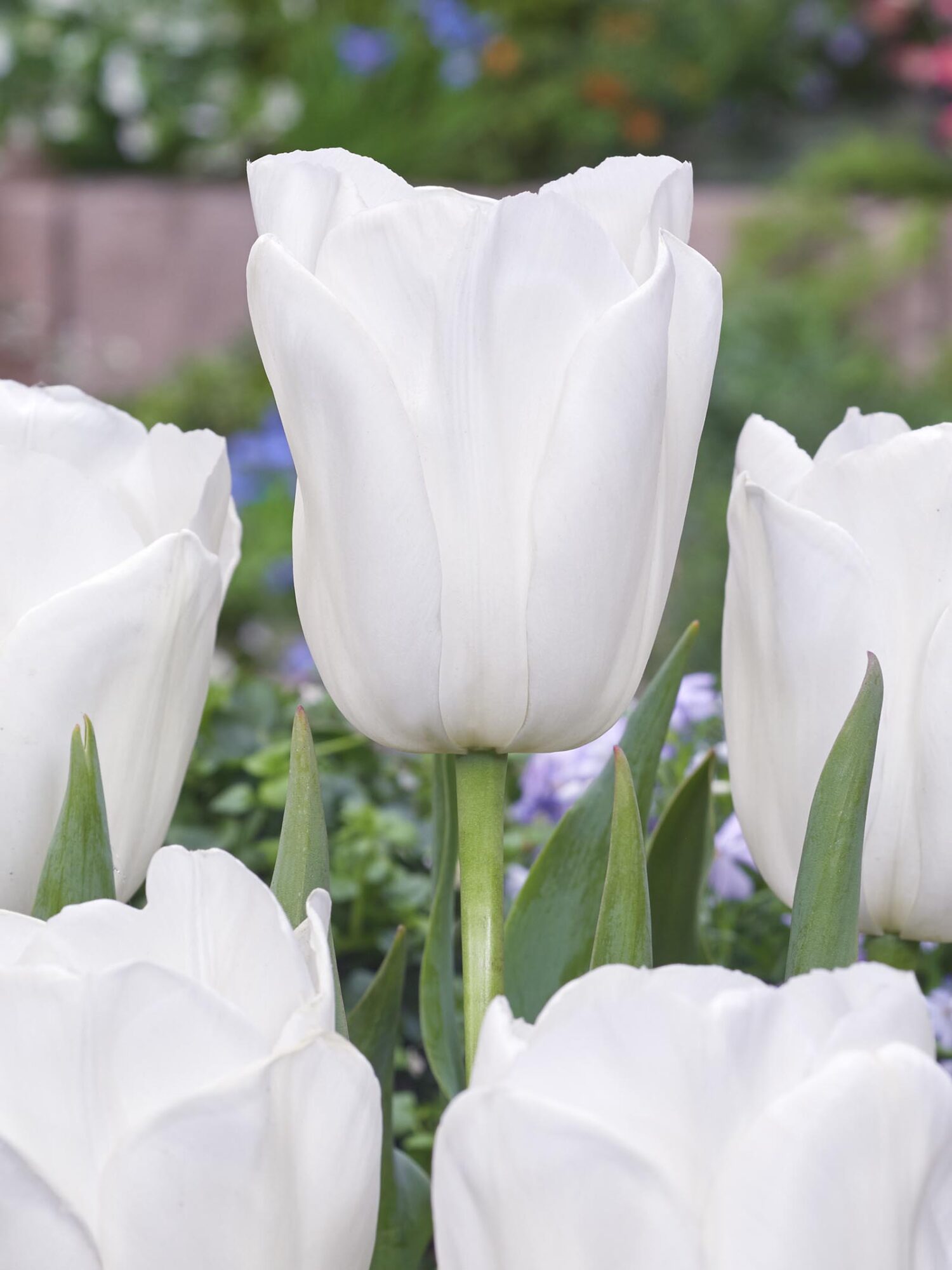 Hvid tulipan “Clearwater” – Stor og smuk – Tulipanløg 10 stk 40,- kr.