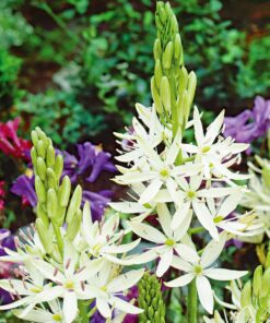 Prærielilje / Camassia løg “Leichtlini Alba” Hvid – 7,95 kr. v/10 stk. – 6,95 kr. v/25 stk.