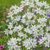 Hvid Trillingelilje / Triteleia “Hyacinthina” – 1,00 kr. v/100 stk.