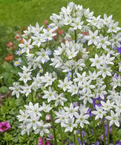 Hvid trillingelilje eller Triteleia Hyacinthina. Let dyrket og meget smukke hvide blomster. Køb trillingelilje løg på NemHjem.dk