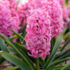 Rød/pink Hyacint “Scarlet Pearl” Hyacintløg 10 stk 59,- kr
