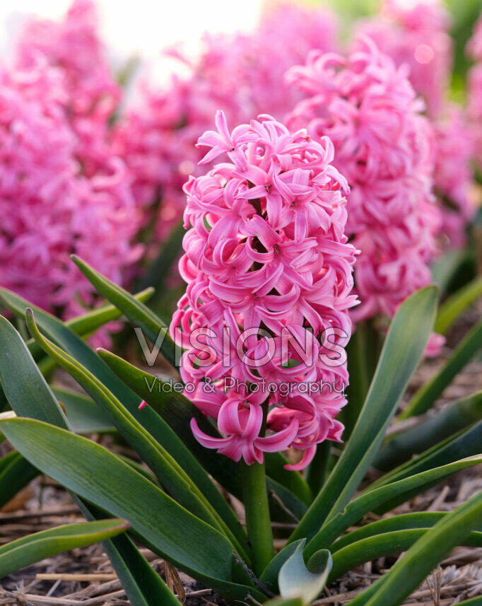 Rød/pink Hyacint “Scarlet Pearl” Hyacintløg 10 stk 59,- kr