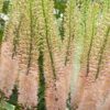 Eremurus / Kleopatras nål. Lyserød/Laksefarvet “Oase” – 34,95 kr/stk ved min 3. stk