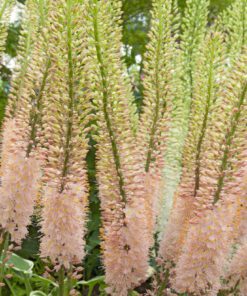 Eremurus / Kleopatras nål. Lyserød/Laksefarvet “Oase” – 34,95 kr/stk ved min 3. stk