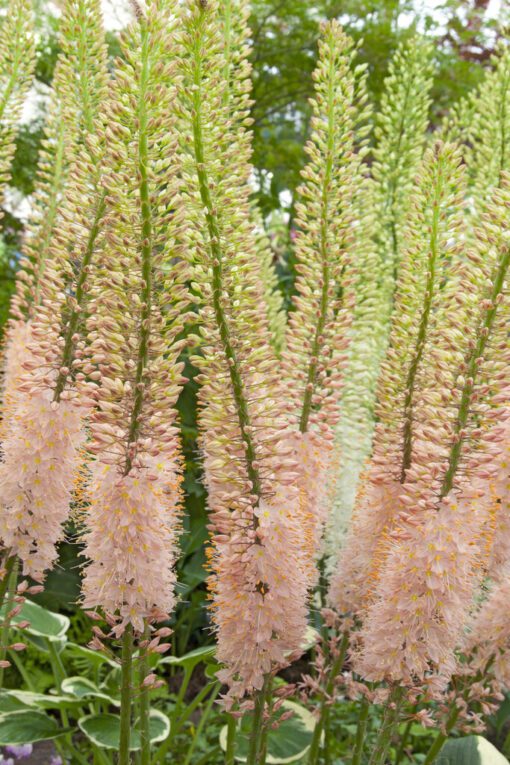 Eremurus / Kleopatras nål. Lyserød/Laksefarvet “Oase” – 34,95 kr/stk ved min 3. stk