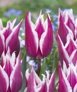 Liljeblomstrende tulipan “Claudia” – Tulipanløg 10 stk. 30,- kr. 100 stk. 279,- kr.