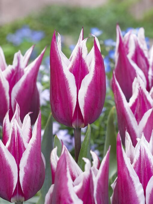 Liljeblomstrende tulipan “Claudia” – Tulipanløg 10 stk. 30,- kr. 100 stk. 279,- kr.