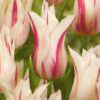 Liljeblomstrende tulipan “Marylin” – Tulipanløg 10 stk. 35,- kr. 100 stk. 329,- kr.