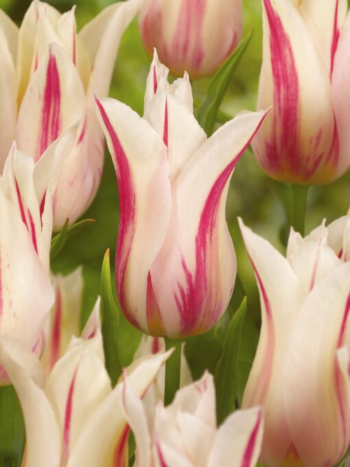 Liljeblomstrende tulipan “Marylin” – Tulipanløg 10 stk. 35,- kr. 100 stk. 329,- kr.