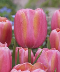 Lys Rosa tulipan Menton. Meget smuk og populær tulipan. Køb blomsterløg på NemHjem.dk