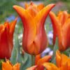 Orange liljeblomstrende tulipan “Ballarina” – Tulipanløg 10 stk. 35,- kr. 100 stk. 329,- kr.